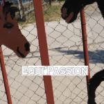 epquipassion