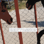 epquipassion